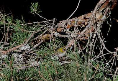 FIRECREST , THE PARADOR DE GREDOS HOTEL , SPAIN , 28 , 4 , 2018