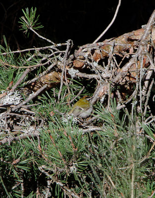 FIRECREST . THE PARADOR DE GREDOS HOTEL . SPAIN . 28 . 4 . 2018