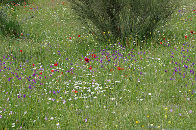 FLOWERS NEAR ALCANTARA . SPAIN . 29 . 4 . 2018