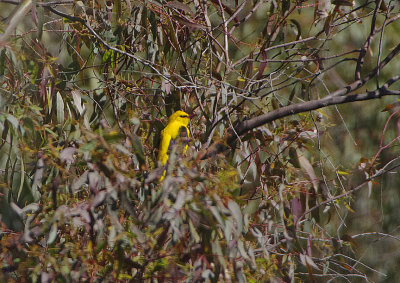 GOLDEN ORIOLE , Nr ALCANTARA , SPAIN , 2 , 5 , 2018