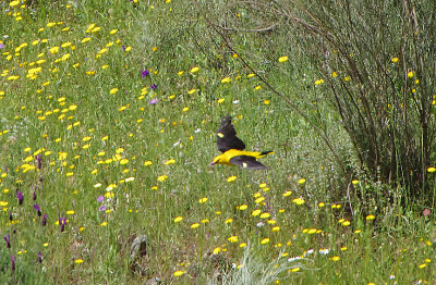 GOLDEN ORIOLE . Nr ALCANTARA . SPAIN . 2 . 5 . 2018