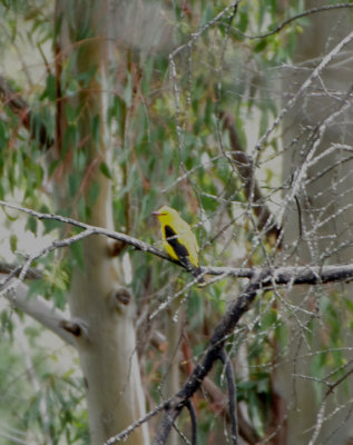 GOLDEN ORIOLE . Nr ALCANTARA . SPAIN . 28 . 4 . 2018