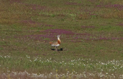 GREAT BUSTARD . THE TRUJILLO PLAINS . SPAIN . 1 . 5 . 2018