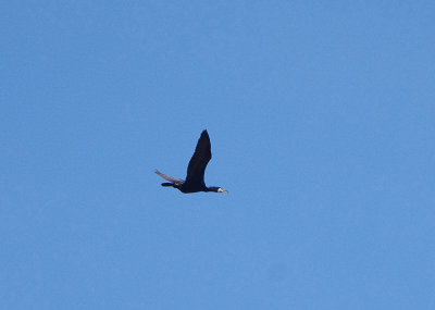 GREAT CORMORANT . ARROCAMPO RESERVOIR . SPAIN . 3 . 5 . 2018