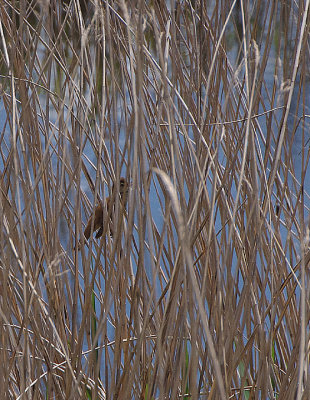 GREAT REED WARBLER . VEGAS ALTAS . SPAIN . 1 . 5 . 2018