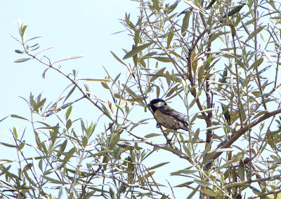 GREAT TIT . Nr AHIGAL . SPAIN . 28 . 4 . 2018