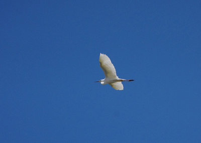 GREAT WHITE EGRET , ARROCAMPO RESERVOIR , SPAIN , 3 , 5 , 2018