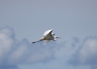 GREAT WHITE EGRET . ARROCAMPO RESERVOIR . SPAIN . 3 . 5 . 2010