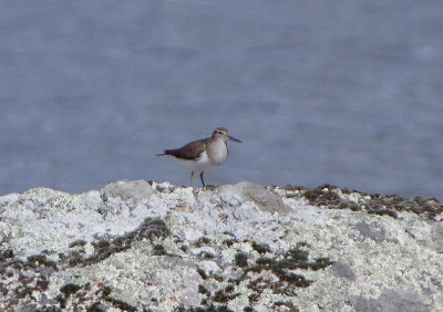 GREEN SANDPIPER . DE HASA DE LA LUZ . SPAIN . 30 . 4 . 2018