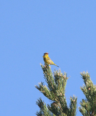 GREENFINCH . THE PARADOR DE GREDOS HOTEL . SPAIN . 27 . 4 . 2018