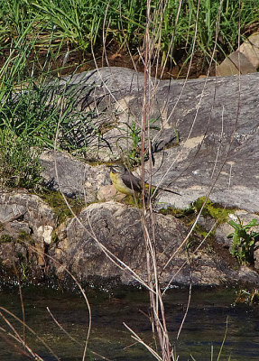 GREY WAGTAIL . THE TRUJILLO PLAINS . SPAIN . 1 . 5 . 2018