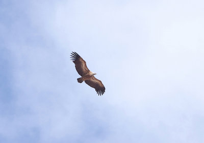 GRIFFON VULTURE , ALCANTARA , SPAIN , 29 , 4 , 2018