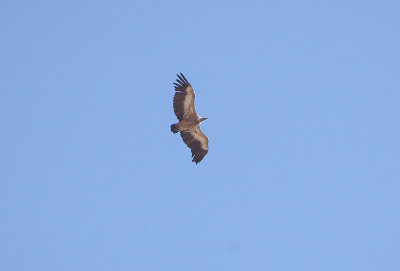 GRIFFON VULTURE . ALCANTAR . SPAIN . 29 . 4 . 2018