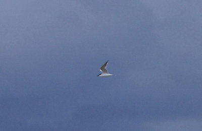 GULL-BILLED TERN . VEGAS ALTAS . SPAIN . 1 . 5 . 2018