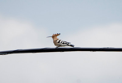 HOOPOE . CANYON DE DURATON TO THE GREYDOS MOUNTAINS . SPAIN . 26 . 4 . 2018