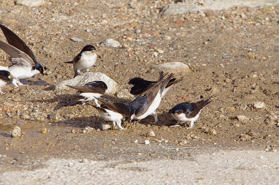 HOUSE MARTIN . ALCANTARA . SPAIN . 1 . 5 . 2018