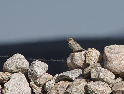 HOUSE SPARROW . THE GREDOS MOUNTAINS . SPAIN . 27 . 4 . 2018.JPG