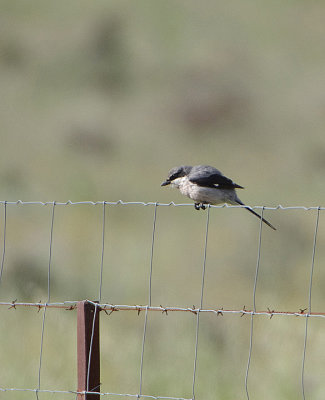 IBERIAN SHRIKE . ALCANTARA TO TALAVAN . SPAIN . 30 . 4 . 2018
