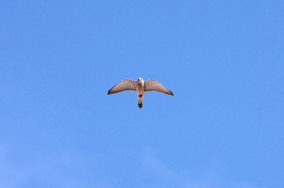 LESSER KESTREL , ALCANTARA , SPAIN , 29 , 4 , 2018