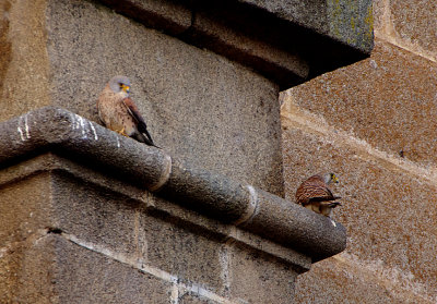 LESSER KESTREL . ALCANTARA . SPAIN . 29 . 4 . 2018