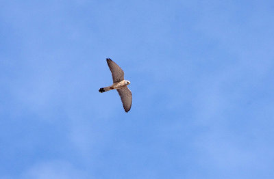 LESSER KESTREL . ALCANTARA SQUARE . SPAIN . 29 . 4 . 2019