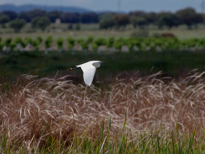LITTLE EGRET . ARROCAMPO RESERVOIR . SPAIN . 3 . 5 . 2018