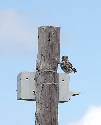 LITTLE OWL . THE TAJO INTERNATIONAL PARK , SPAIN , 29 , 4 , 2018