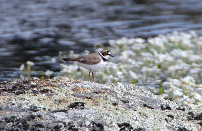 LITTLE RINGED PLOVER , DE HESA DE LA LUZ . SPAIN , 30 , 4 , 2018