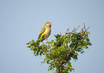 MONK PARAKEET , BARAJAS SQUARE , MADRID , SPAIN , 26 , 4 , 2018