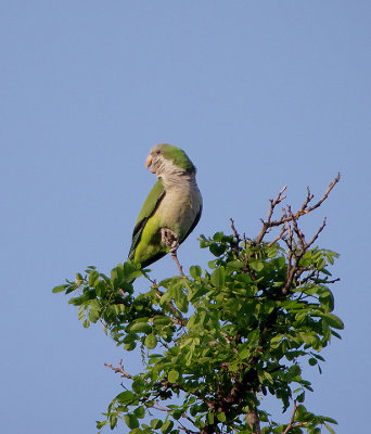 MONK PARAKEET . BARAJAS SQUARE . MADRID . SPAIN . 26 . 4 . 2018
