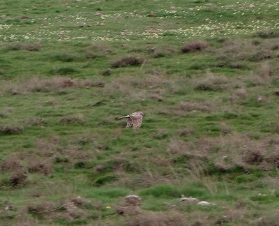 MONTAGU`S HARRIER ( Female ) . THE ST MARTINS AREA . THE GREDOS MOUNTAINS . SPAIN . 27 . 4 . 2018