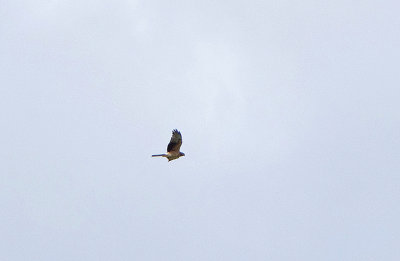 MONTAGU`S HARRIER , ERMITA DE SAN MARCOS , SPAIN , 30 , 4 , 2018