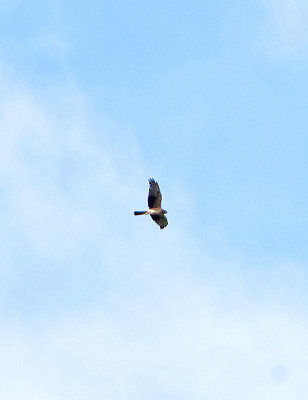 MONTAGU`S HARRIER . ERMITA DE SAN MARCOS . SPAIN . 30 . 4 . 2018