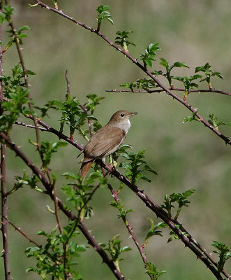 NIGHTINGALE , CANYON DE DURATON , SPAIN , 26 , 4 , 2018