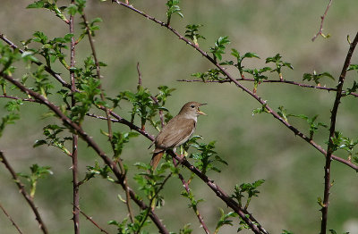 NIGHTINGALE , CANYON DE DURATON , SPAIN , 26 , 4 , 2018