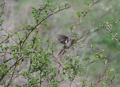 NIGHTINGALE . CANYON DE DURATON . SPAIN . 26 . 4 . 2018