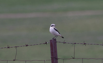 NORTHERN WHEATEAR , CANYON DE DURATON TO THE GREDOS MOUNTAINS . SPAIN . 26 . 4 . 2018