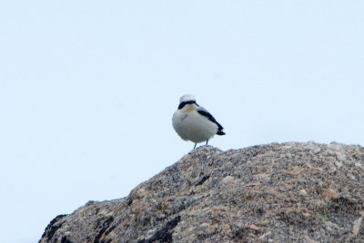 NORTHERN WHEATEAR . THE GREDOS MOUNTAINS . SPAIN . 27 . 4 . 2018