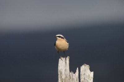 NORTHERN WHEATEAR . THE ST MARTIN AREA . THE GREDOS MOUNTAINS . SPAIN . 27 . 4 . 2018