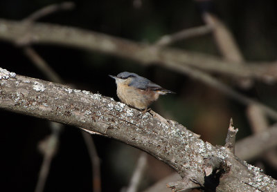 NUTHATCH . THE PARADOR DE GREDOS HOTEL . SPAIN . 27 . 4 . 2018