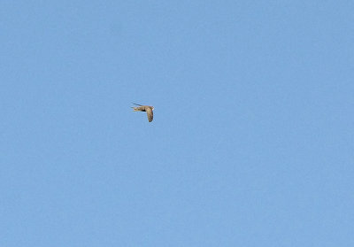 PALLID SWIFT . ALCANTARA . SPAIN . 29 . 4 . 2018