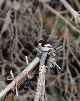 PIED FLYCATCHER . PARADOR DE GREDOS HOTEL . SPAIN . 28 . 4 . 2018