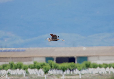 PURPLE HERON . ARROCAMPO RESERVOIR . SPAIN . 3 . 5 . 2018
