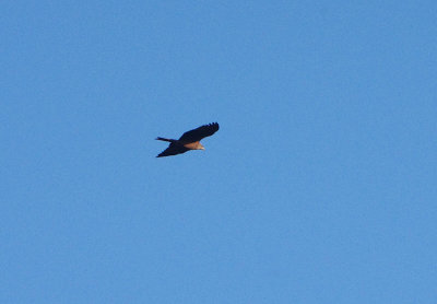 RED KITE . ALCANTARA . SPAIN . 3 . 5 . 2018