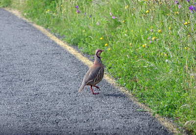 RED-LEGGED PARTRIDGE . ALCANTARA TO TALAVAN . SPAIN . 30 . 4 . 2018