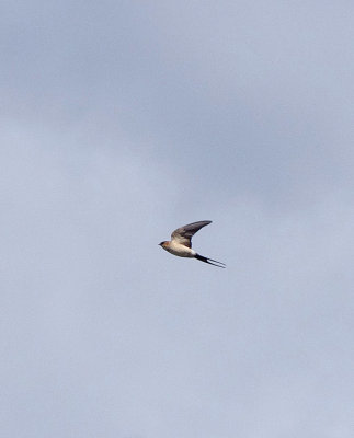 RED-RUMPED SWALLOW , ERMITA DE SAN MARCOS , SPAIN , 30 , 4 , 2018