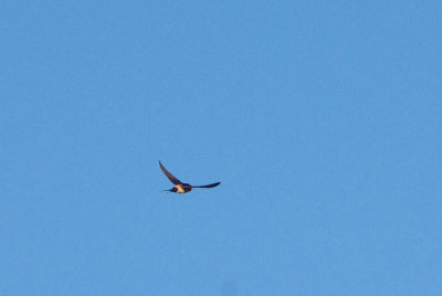 RED-RUMPED SWALLOW . ALCANTARA . SPAIN . 3 . 5 . 2018