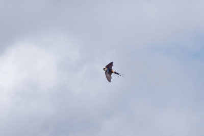 RED-RUMPED SWALLOW . ERMITA DE SAN MARCOS . SPAIN . 30 . 4 . 2018
