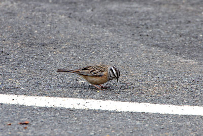 ROCK BUNTING . THE PLATFORMA DE GREDOS . SPAIN . 27 . 4 . 2018