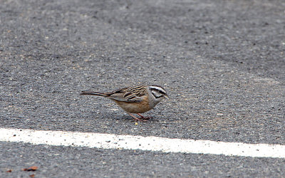 ROCK BUNTING . THE PLATFORMA DE GREDOS . SPAIN . 27 . 4 . 2018